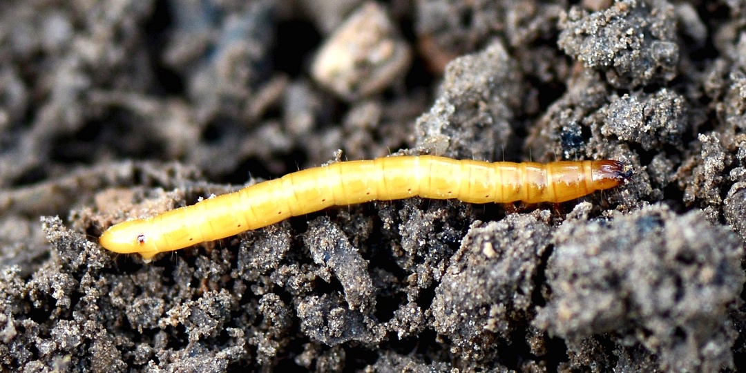 🔥 Проволочник сбежал как ошпаренный! 1 ложка керосина на ведро — и вредителя нет 5 лет! Агрономы в шоке