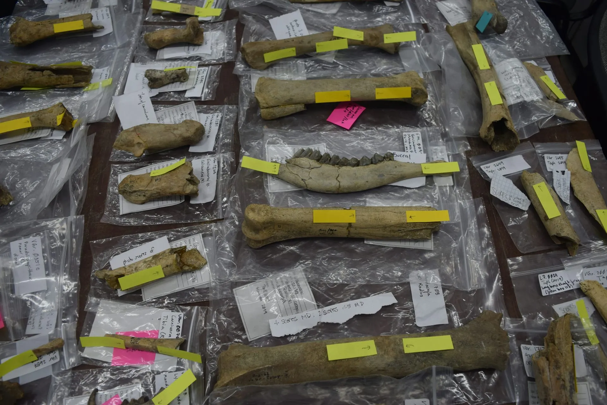 Несколько окаменелостей с возможными следами порезов из Грэунчану, Румыния. Бриана Побинер