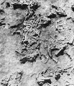 Фотография ископаемых костей 1960-х годов до их извлечения из земли в Грэунчану, Румыния. Институт спелеологии Эмиля Раковицэ