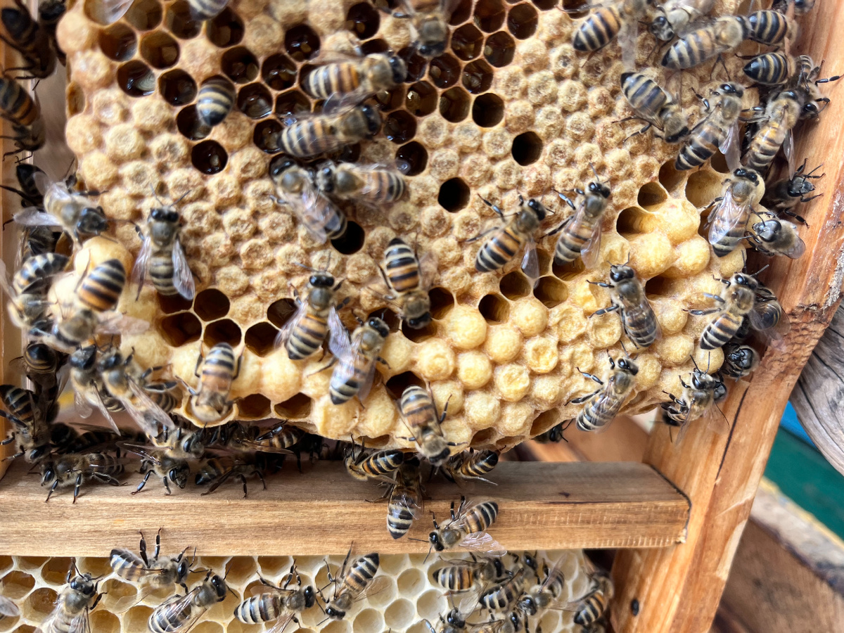 Трутневый расплод (снизу) и расплод рабочей пчелы (сверху)