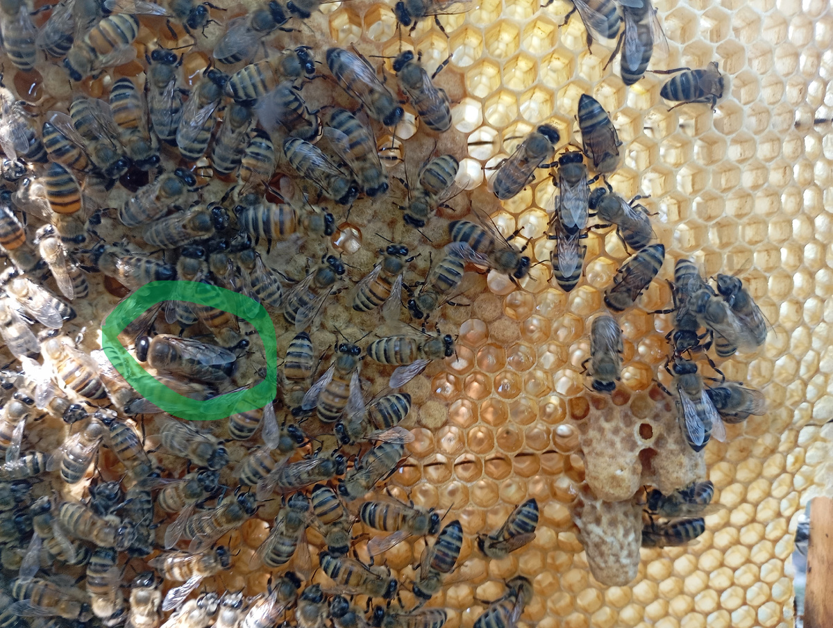 Трутень обведён зелёным кружочком