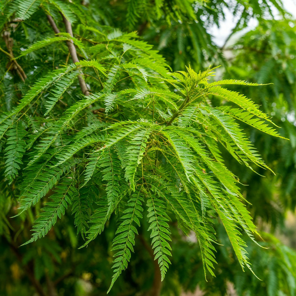 Дерево Ним.