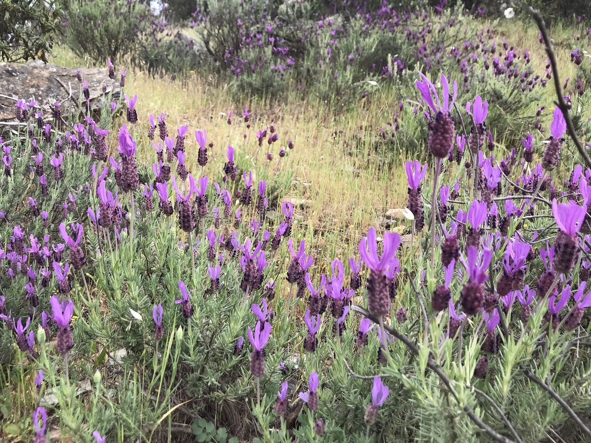 Вот так он выглядит, это tomillo