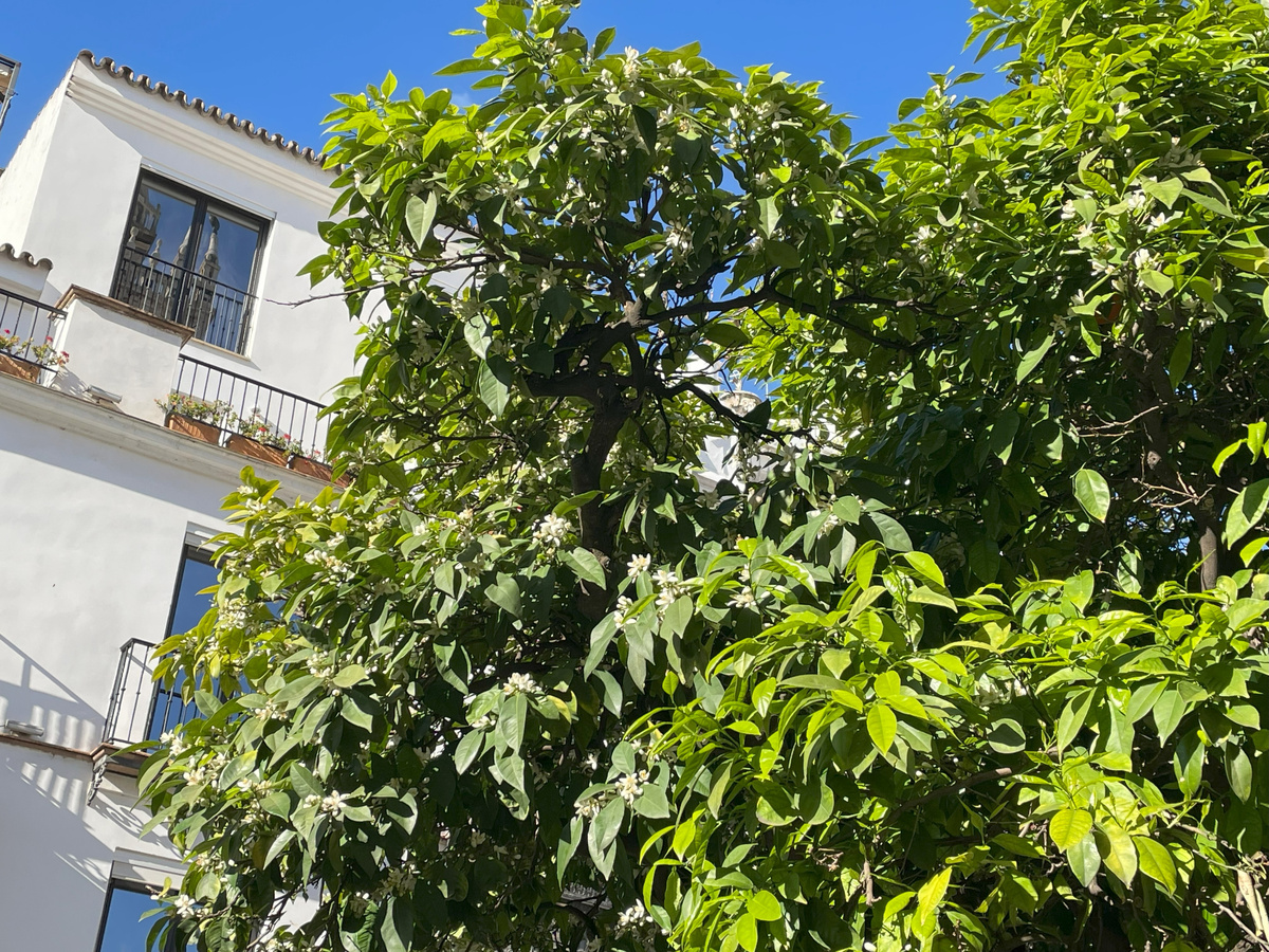 Вот эти маленькие цветочки источают такой аромат, что можно смело сказать, что Испания насквозь пропахла цветами апельсина