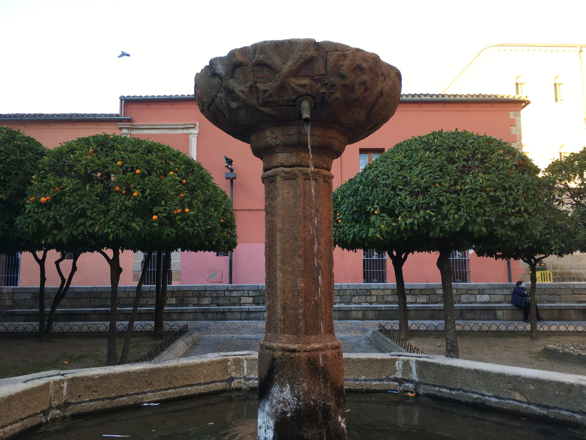 Апельсиновые деревья легко переносят стрижку, а кроме цветов, могут украсить себя яркими плодами