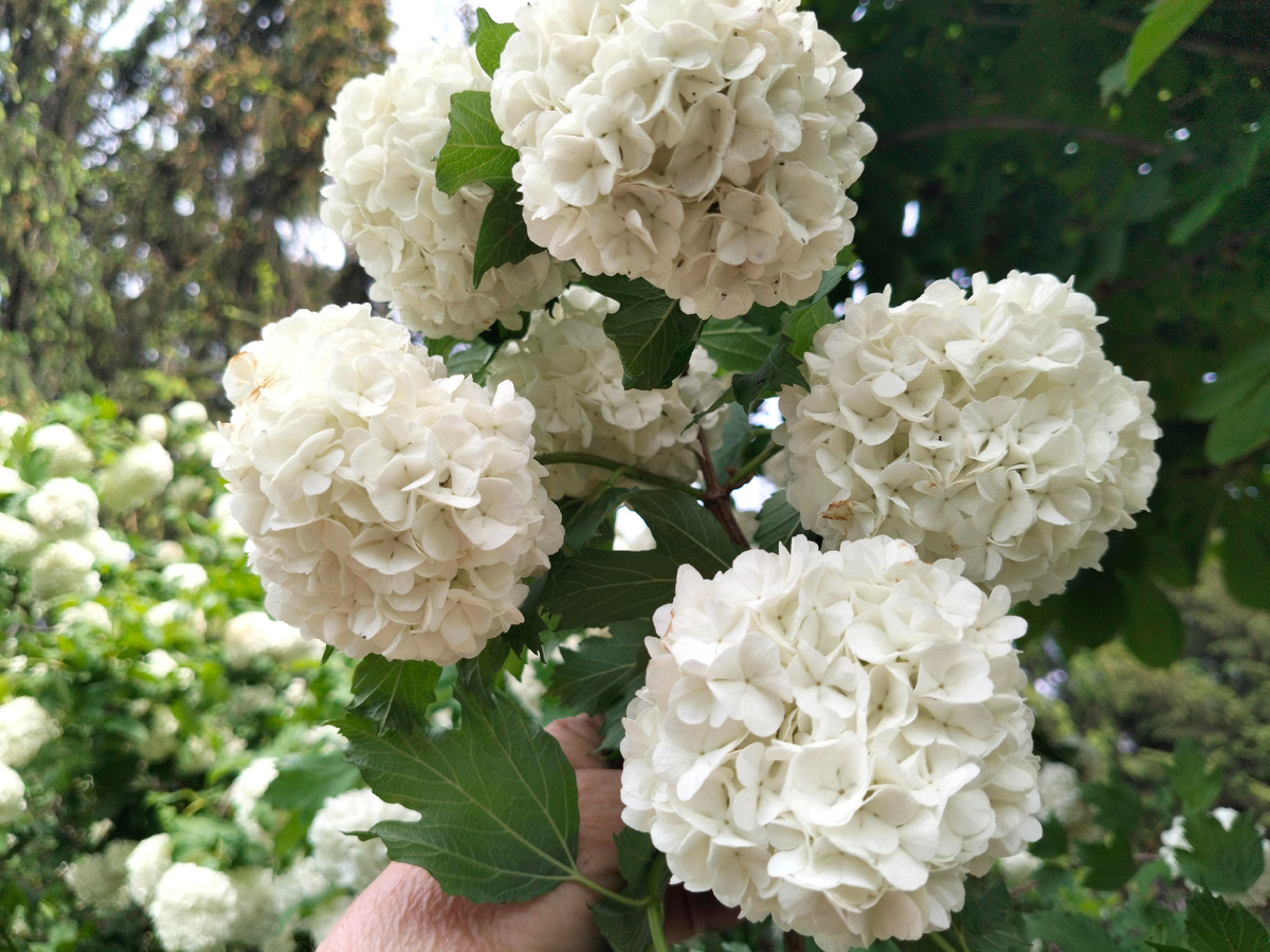 Фото автора Калина Бульденеж