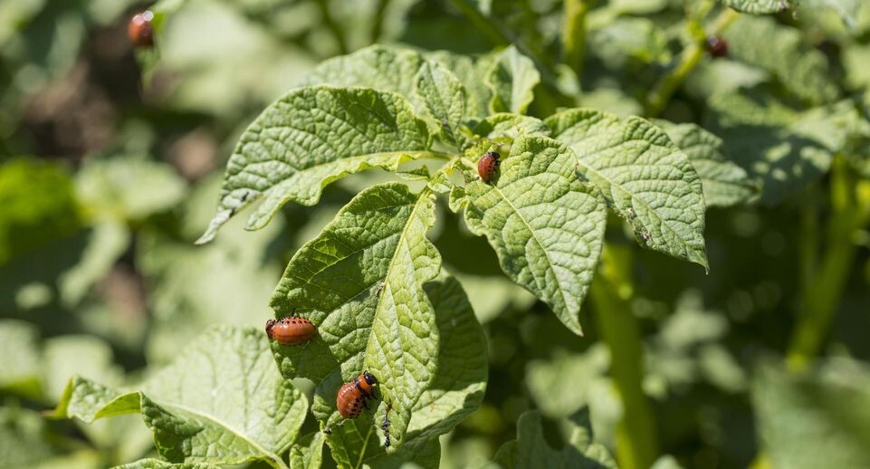    Gabriele Hanke/http://imagebroker.com/#/search/ / www.globallookpress.com