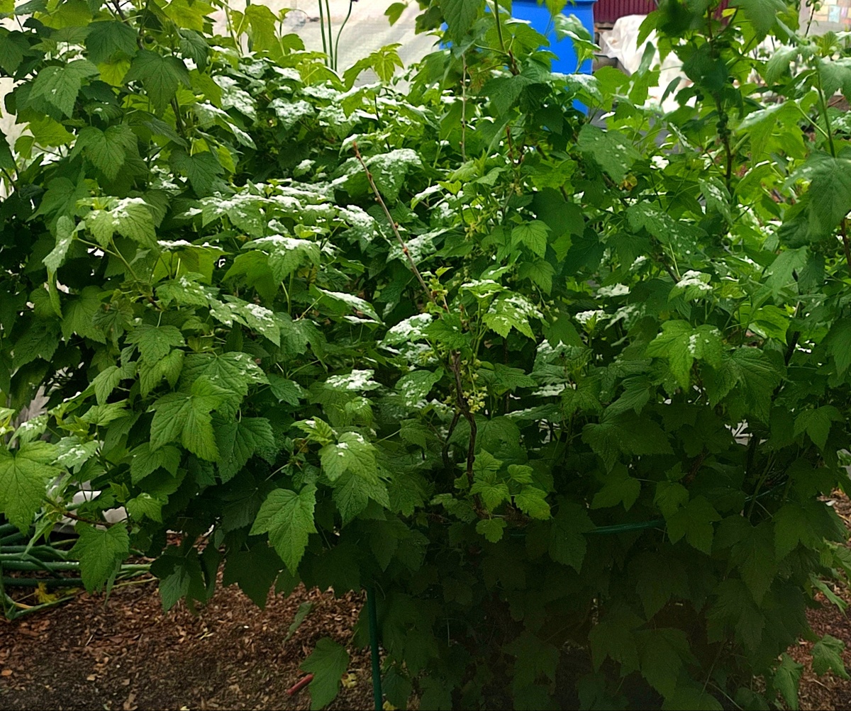 Выглянула утром в окно, а смородине снег лежит... 