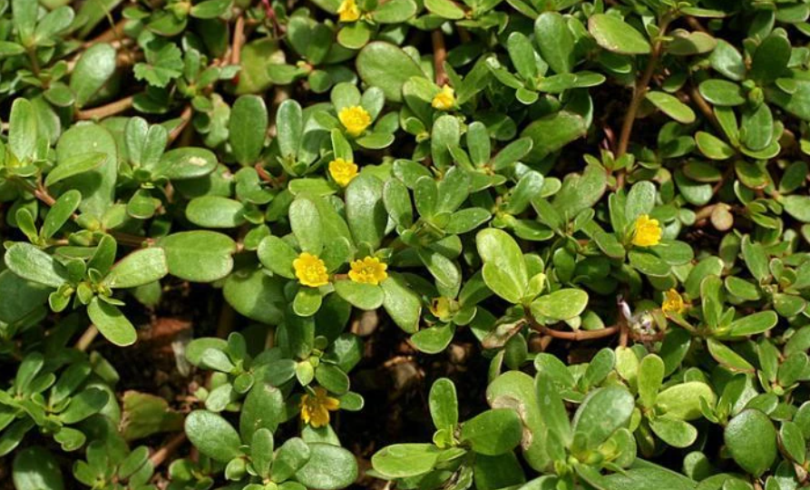 Портулак огородный: полезные свойства, выращивание