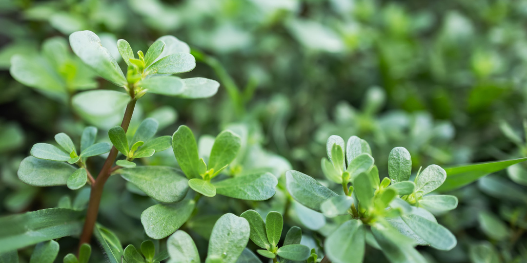 Портулак огородный: полезные свойства, выращивание