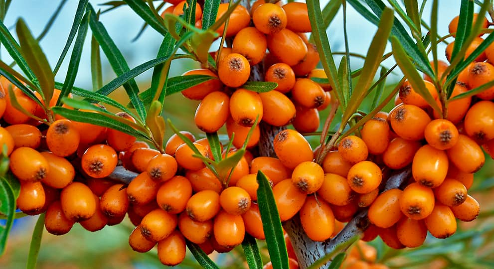 Фото: https://agro-market24.ru/blog/yagody/oblepikha-naturalnyy-zaryad-energii-i-vitaminov/