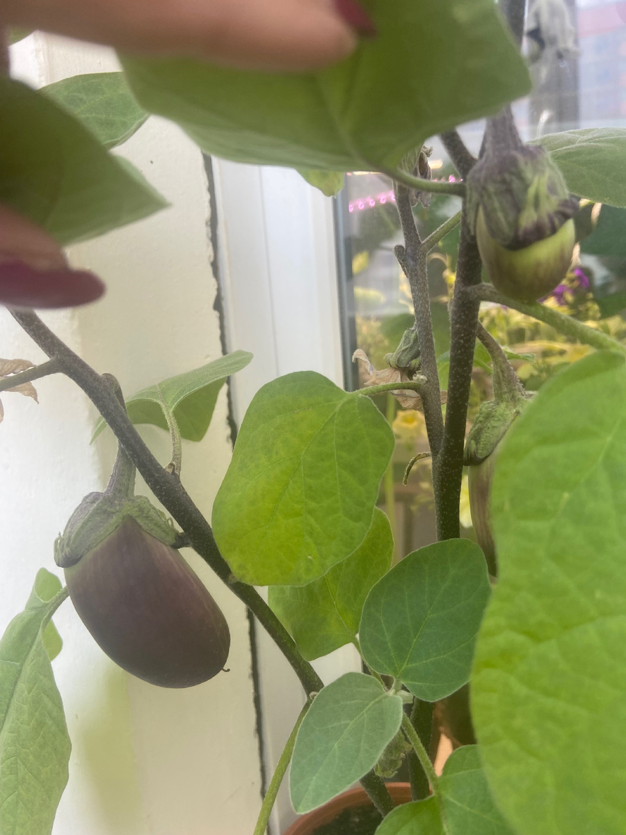 Баклажан 148