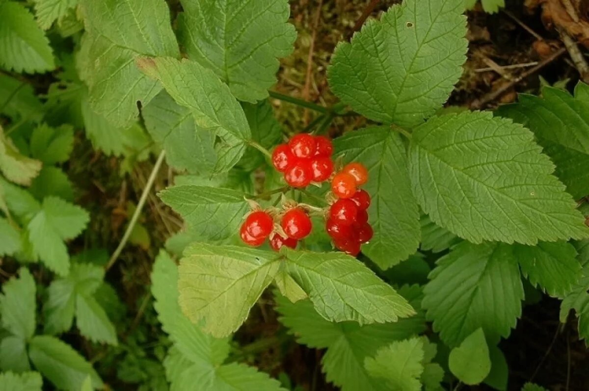    В Госдуме напомнили об уголовной ответственности за сбор краснокнижных ягод