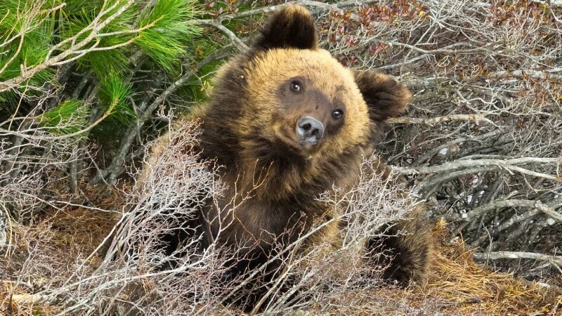     Медведь. Алтайский заповедник