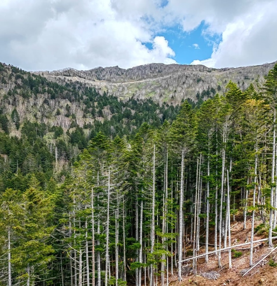 Вид с подъемника