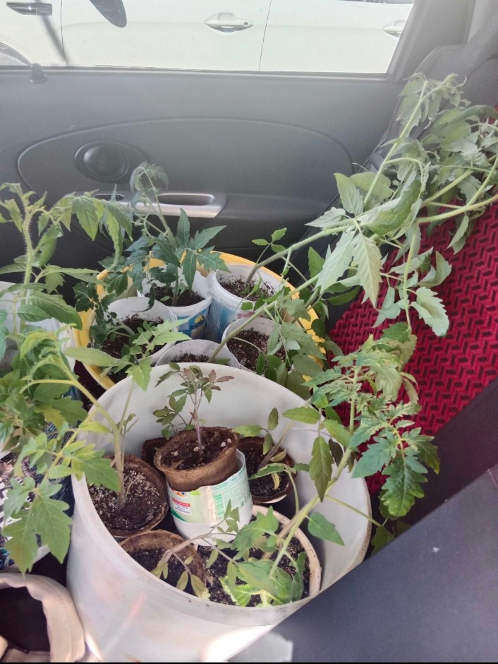 Наконец-то отвезла рассаду, посадила помидорки