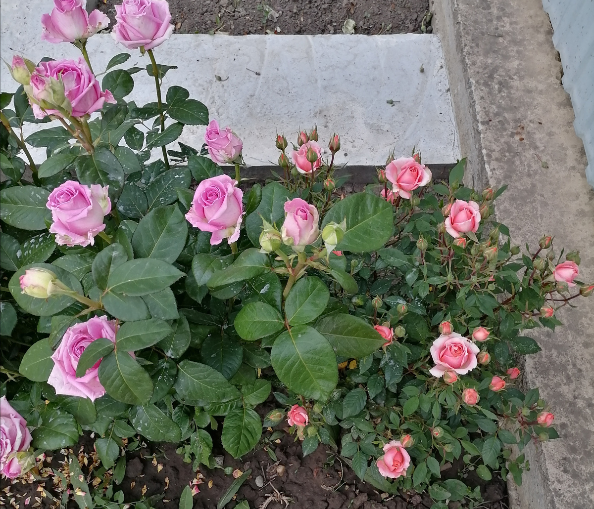 Любимая роза без шипов 