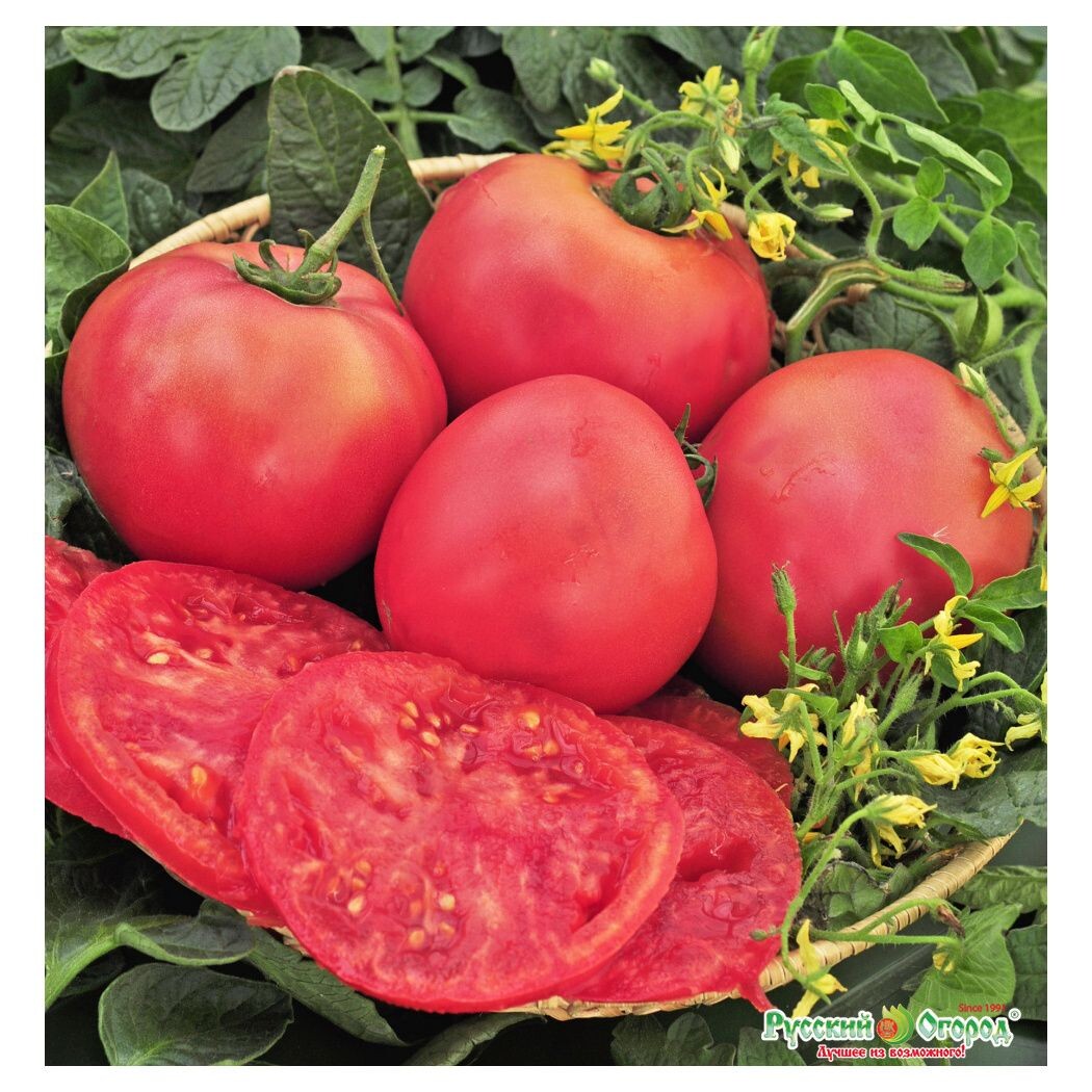 Крупный гигант