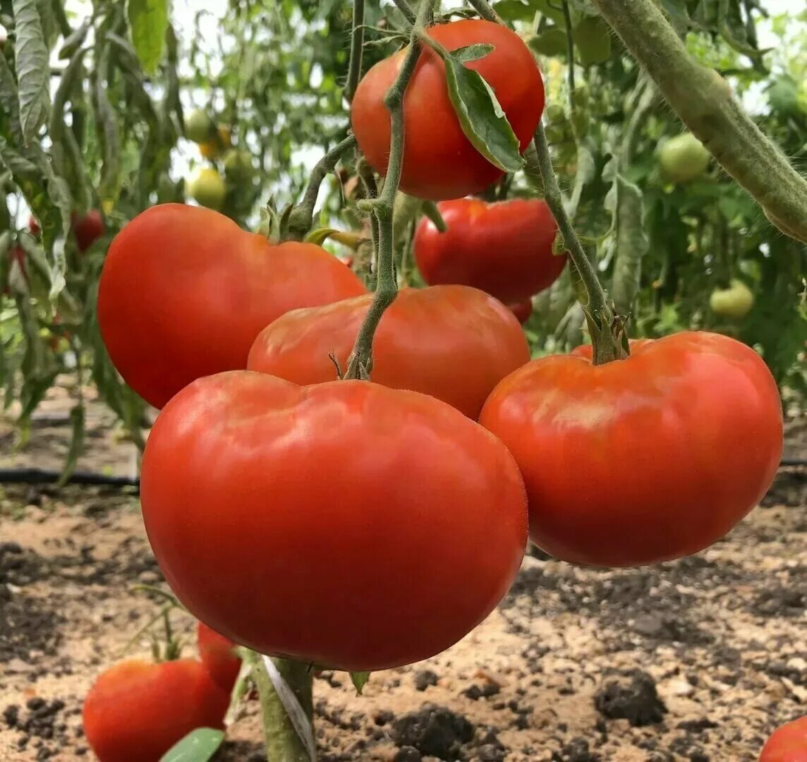 Гиганты на ветке