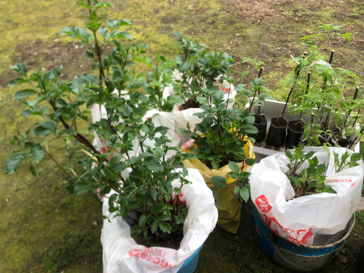 Георгины на проращивании. Фотоиллюстрации автора.