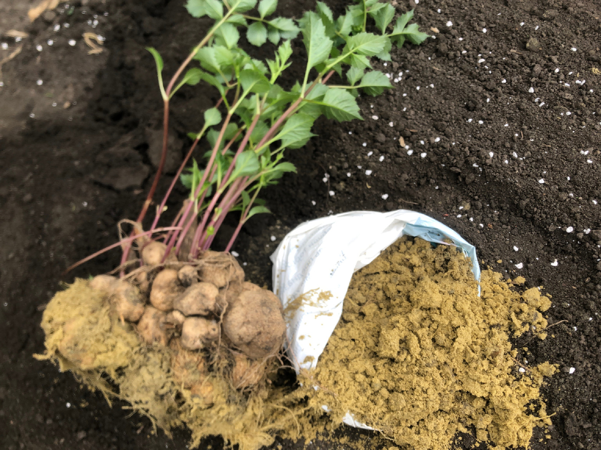 Георгины хорошо хранятся во влажном песке.