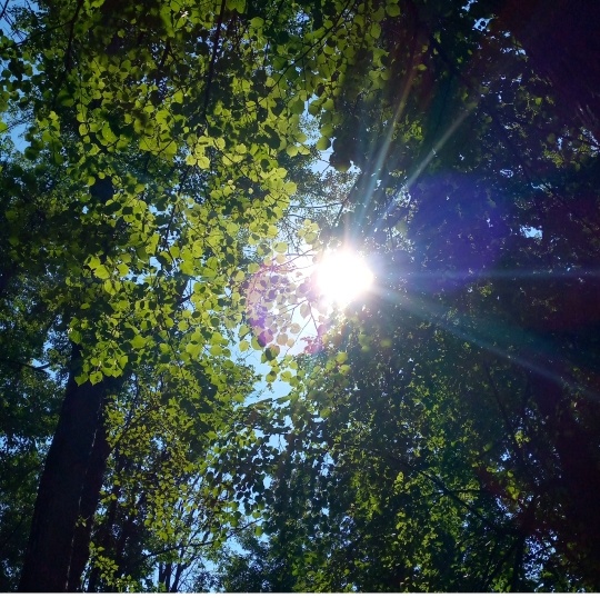 Тьма и свет всегда рядом. Фото летнего парка.