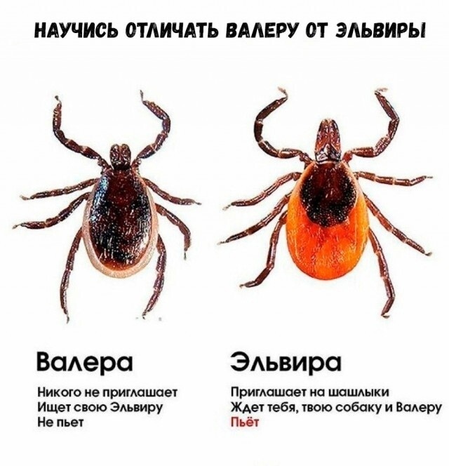 Картинка из интернета. Кстати, на самом деле Валера тоже вполне может впиться - но отпадает гораздо быстрее Эльвиры.
