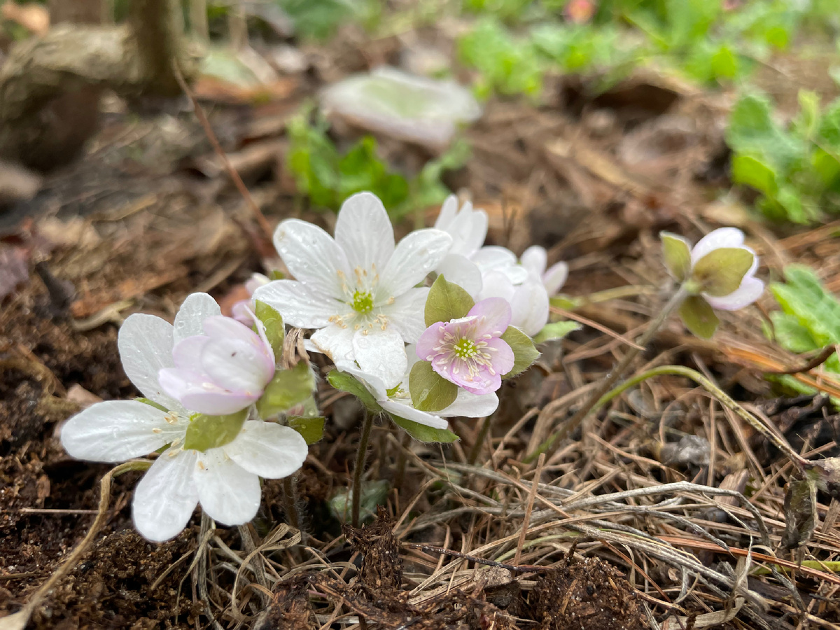 Эта печеночница все майские пролежала на сортировке в 2023 г. Два года приходила в себя 