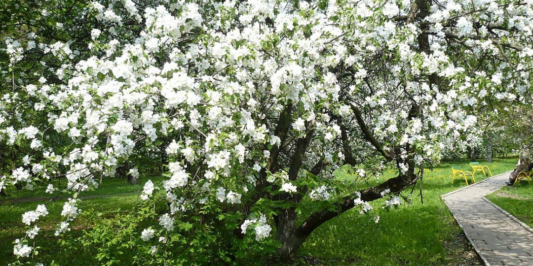 Без кальция — ни плодов, ни корней: как подкормить сад правильно