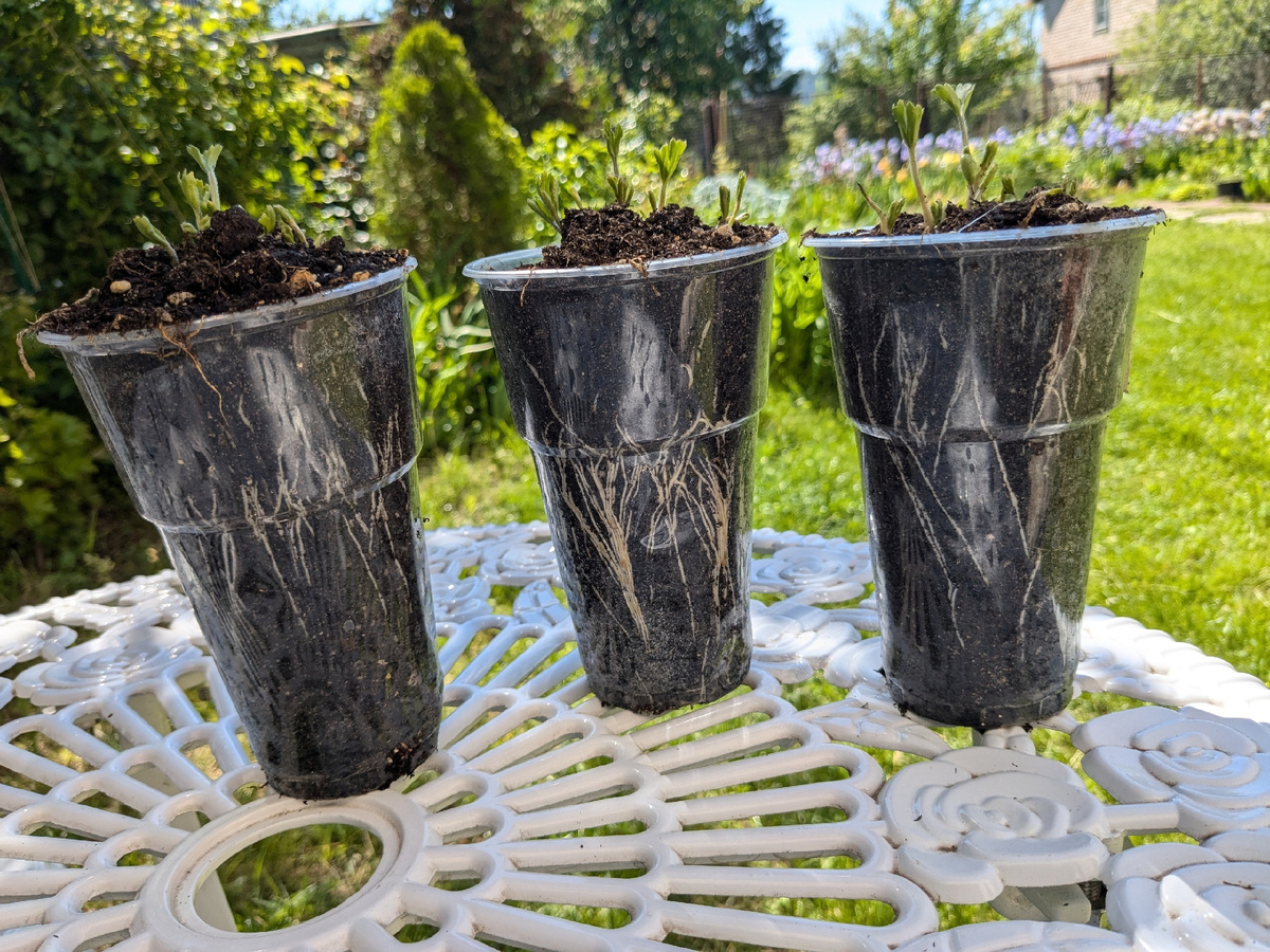 Пивные стаканы. Эти "элитные" клубни в обычные стаканчики не вошли