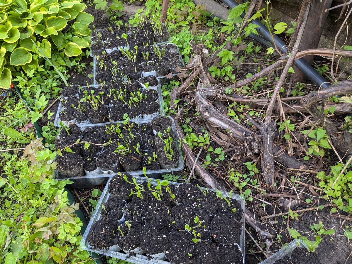 Как только вижу в прозрачных стаканах корни - выкидываю лютики на воздух и несколько дней они привыкают к окружающей среде перед посадкой