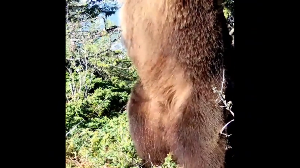    Танец живота от медведя из Сайлюгемского нацпарка. Источник: Телеграм-канал Сайлюгемского нацпарка