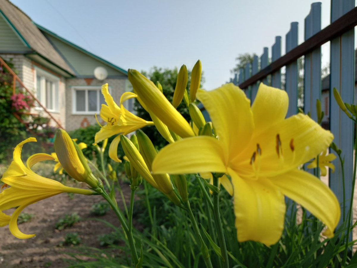 Жёлтые лилии. Лилейник ранний. Фото автора.
