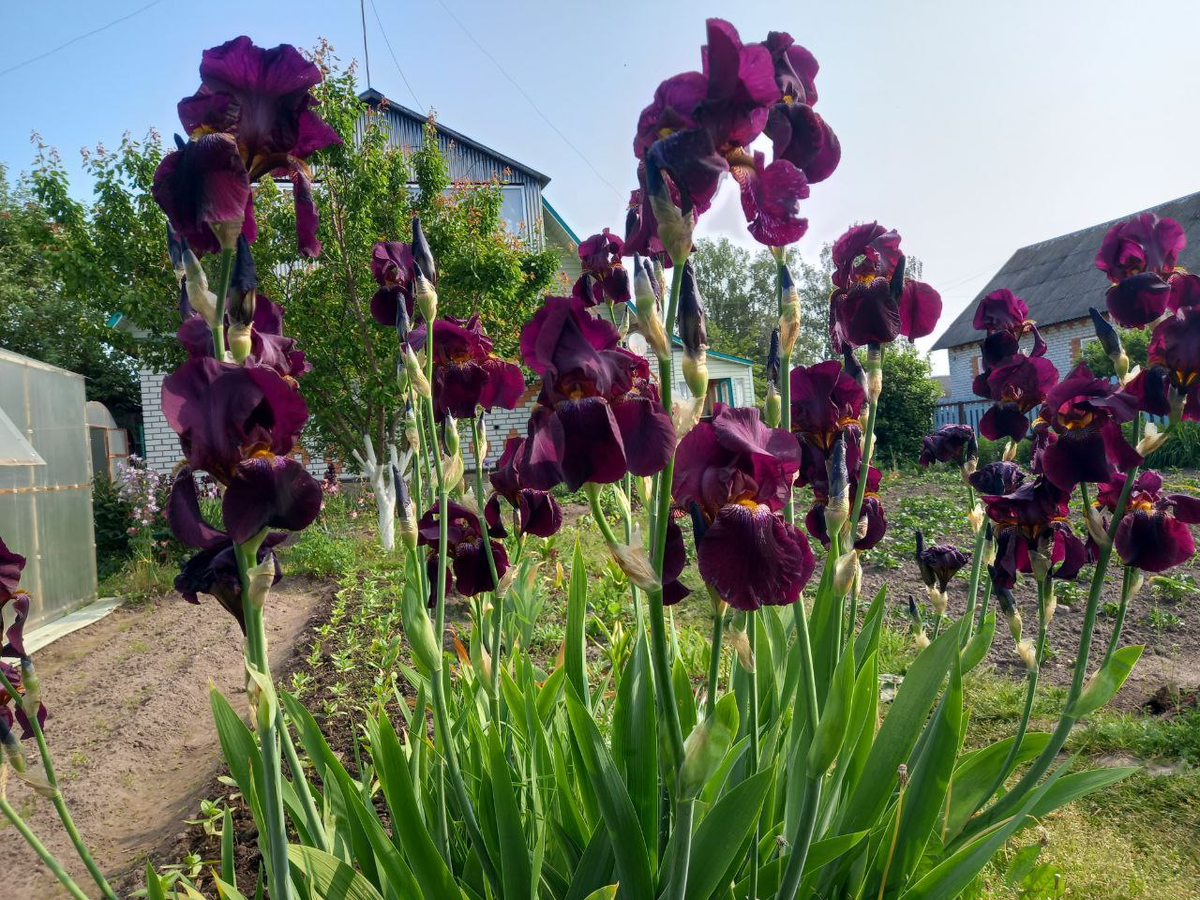 Очень агрессивные ирисы. Вытесняют все другие. Фото автора. Утро 02.06.2025