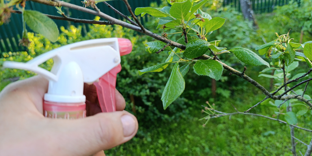 Конец мая на даче: подкормка клубники, борьба с вредителями, посев кабачков, дынь, спаржи. Долговременная деревянная грядка и другие дела