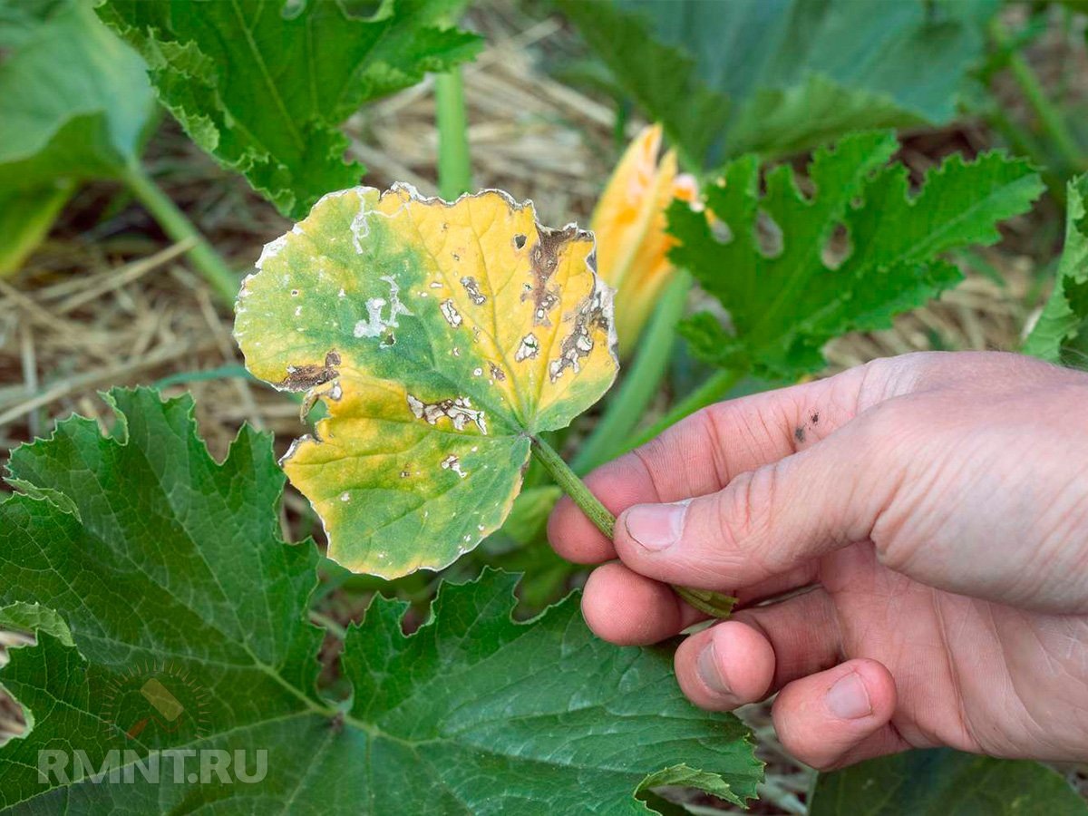   Фото thespruce.com