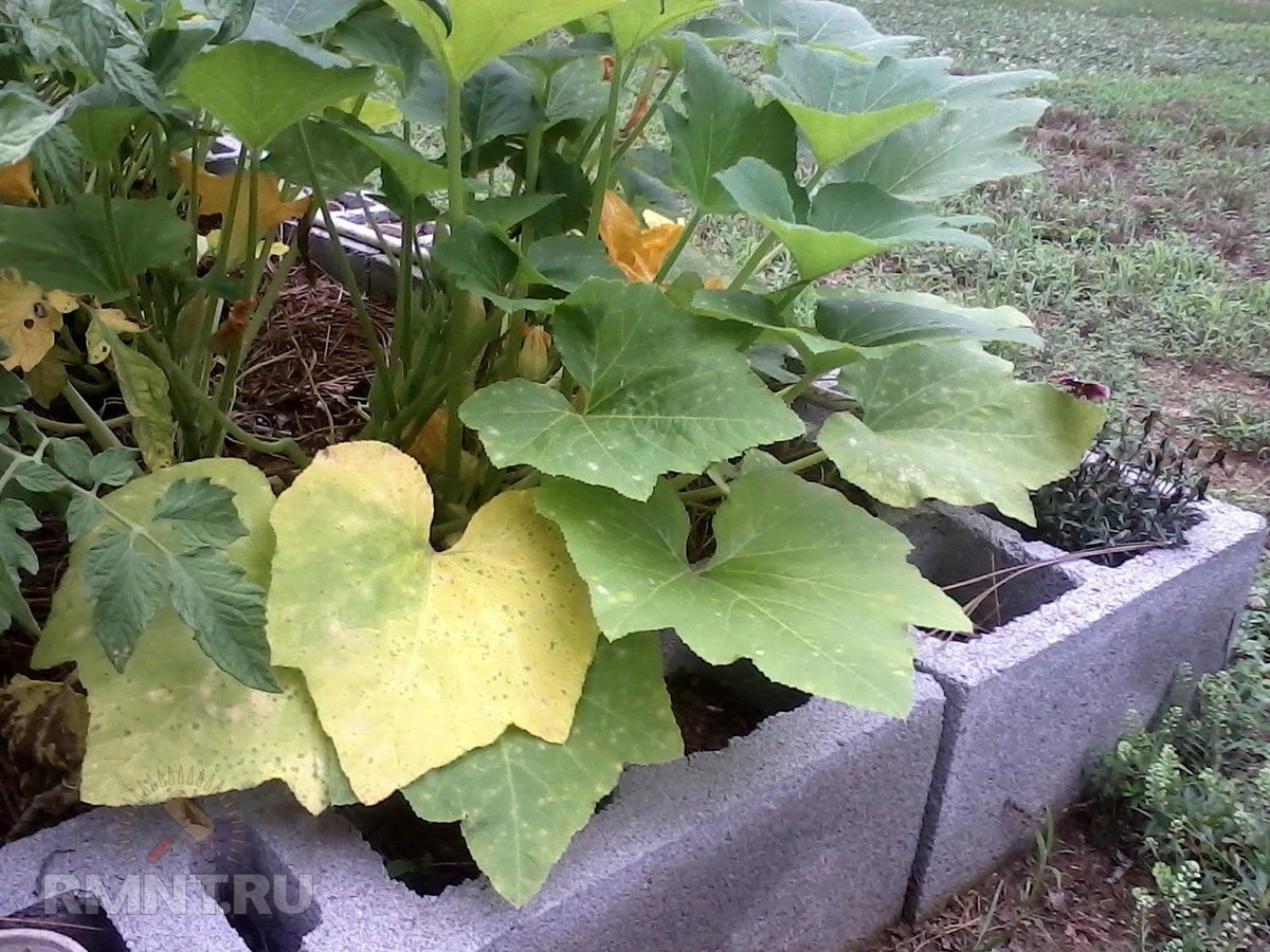   Фото gardeningknowhow.com