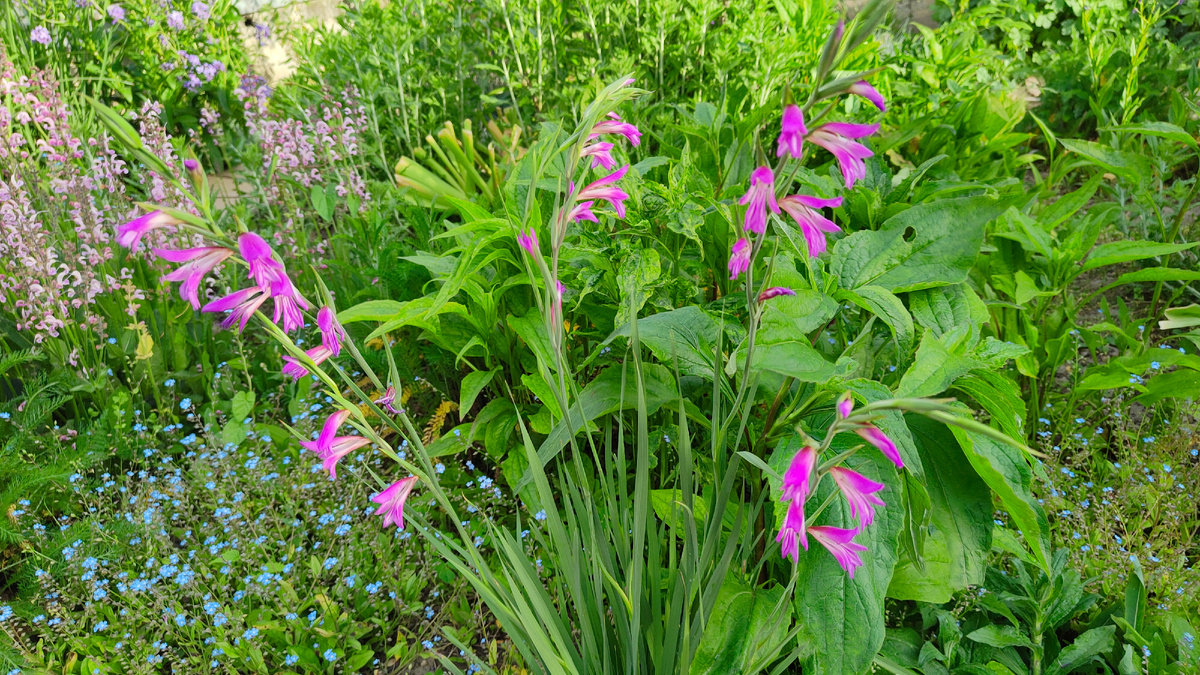 Фото Ольги Старцевой от 25.05.2025 г