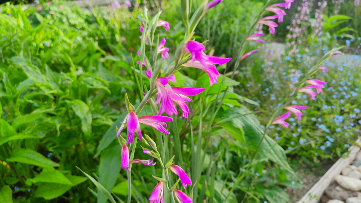 Фото Ольги Старцевой от 25.05.2025 г