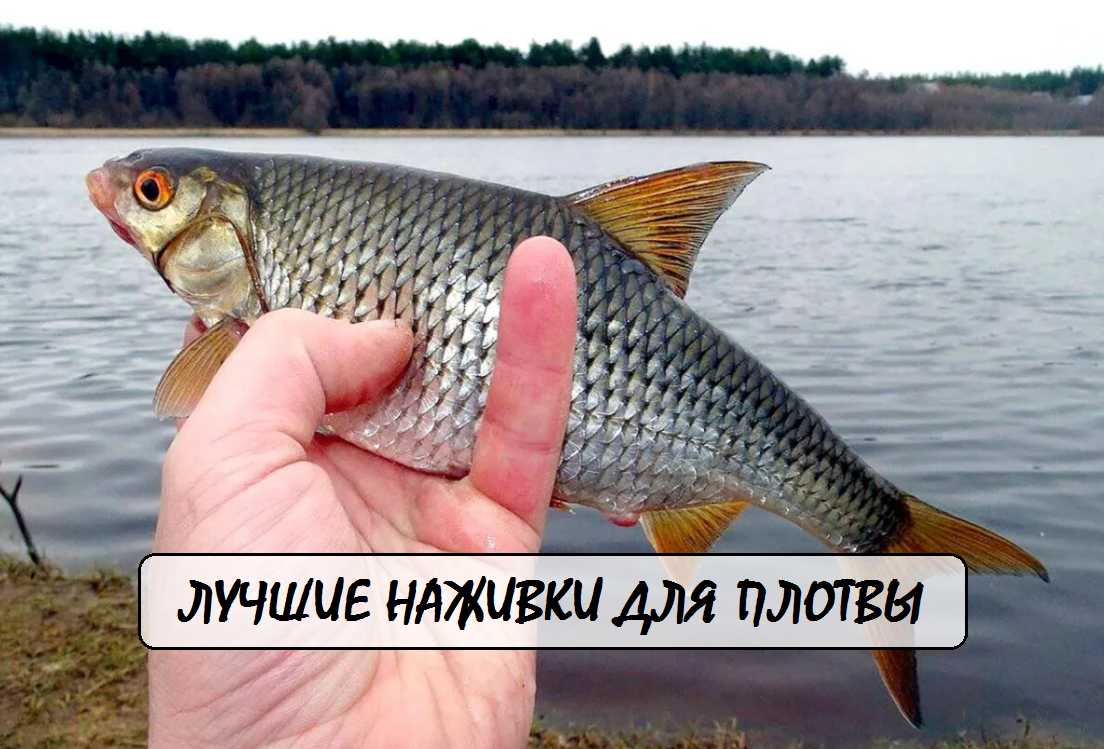 наживки на плотву, лучшие приманки для плотвы, на что клюёт плотва, животные и растительные насадки, сезонные наживки, как ловить плотву