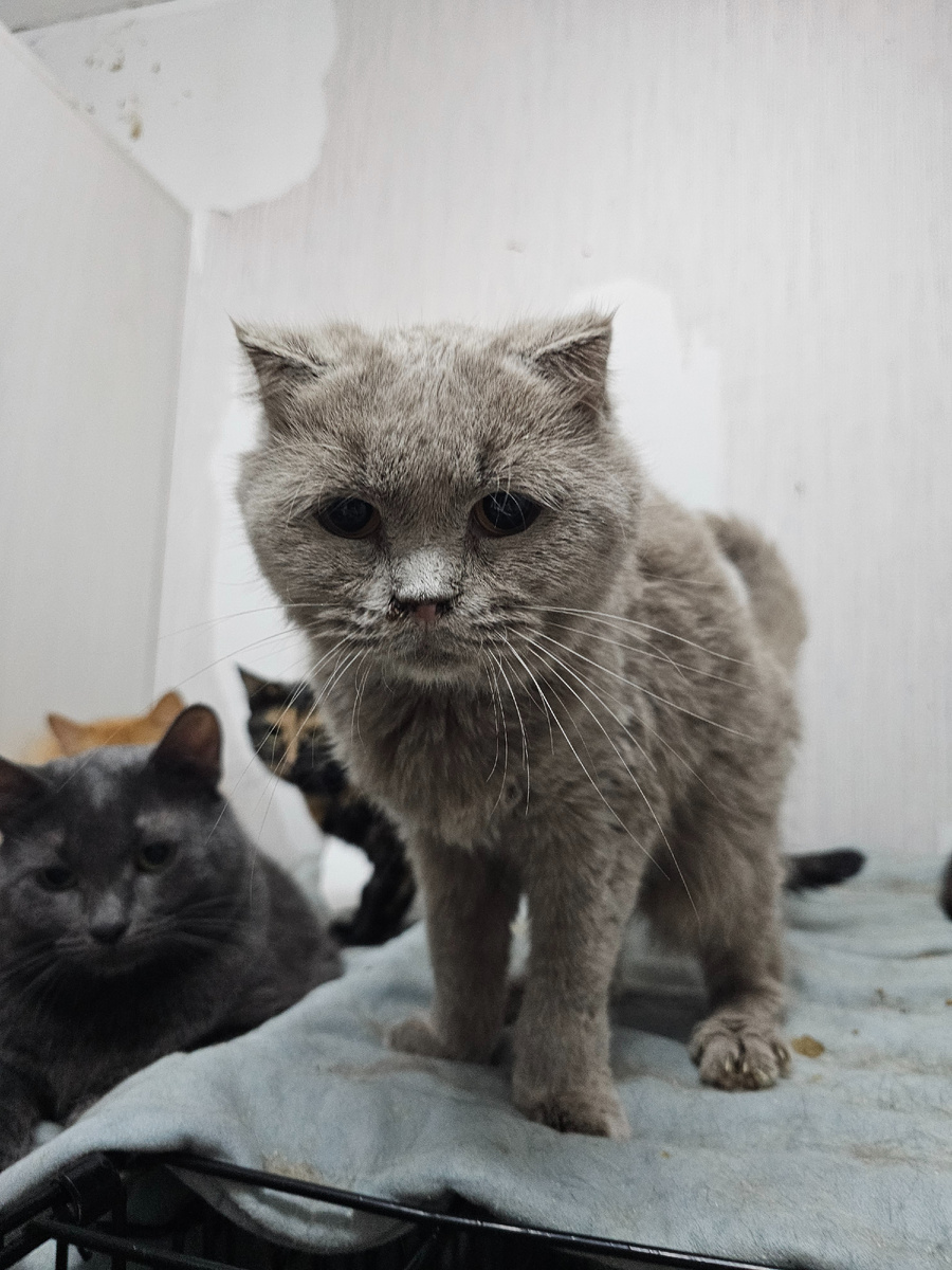 Лилу сейчас