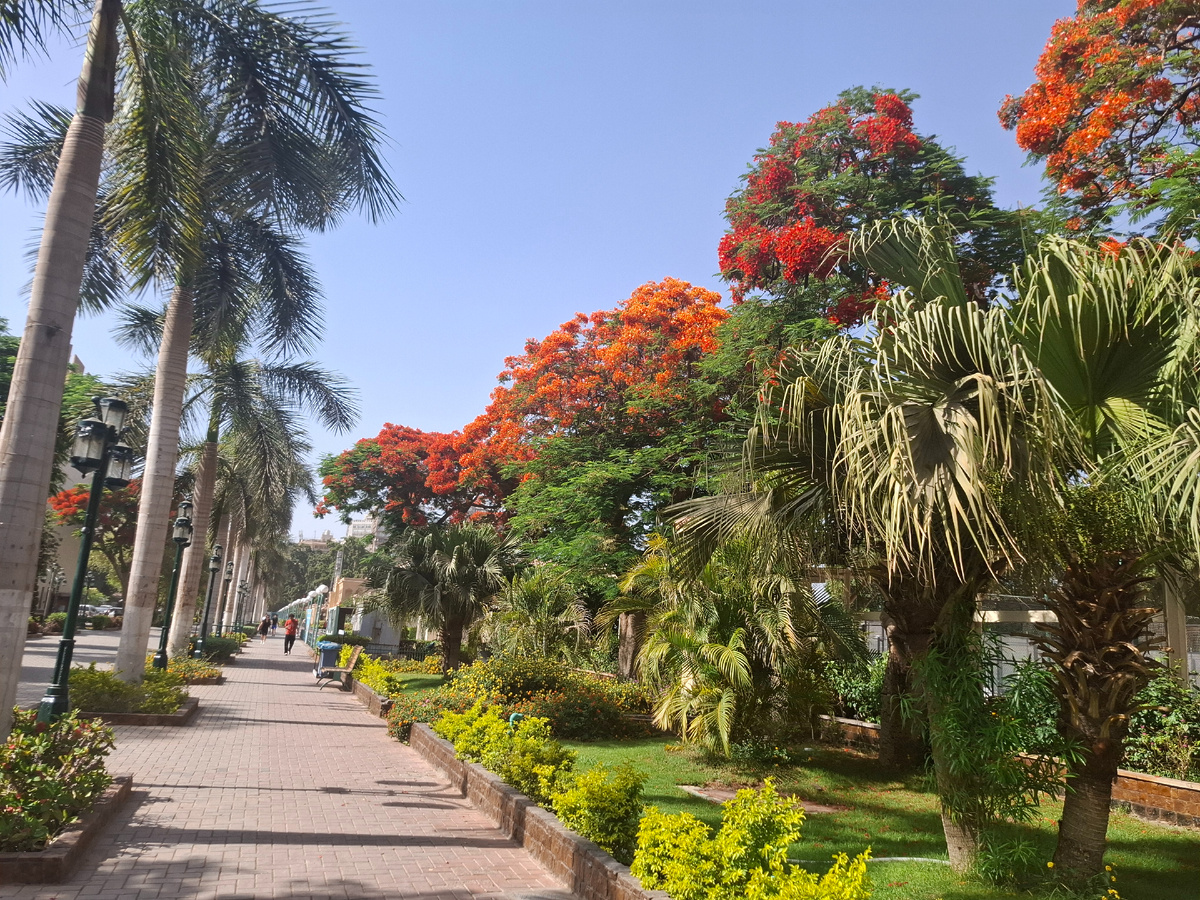 У нас зацвели "огненные деревья"