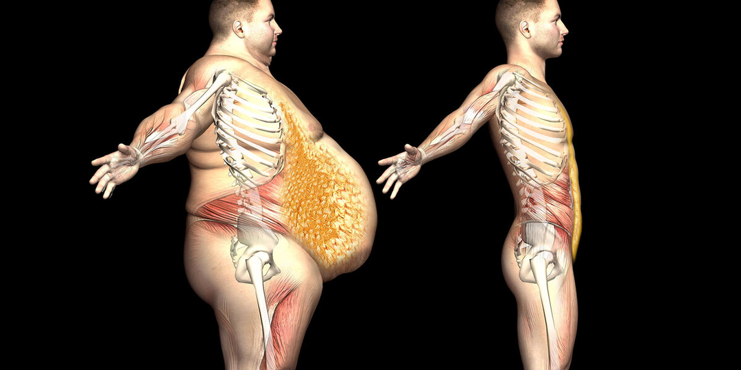 Скрытый убийца органов: как распознать висцеральный жир и уничтожить его за 30 дней