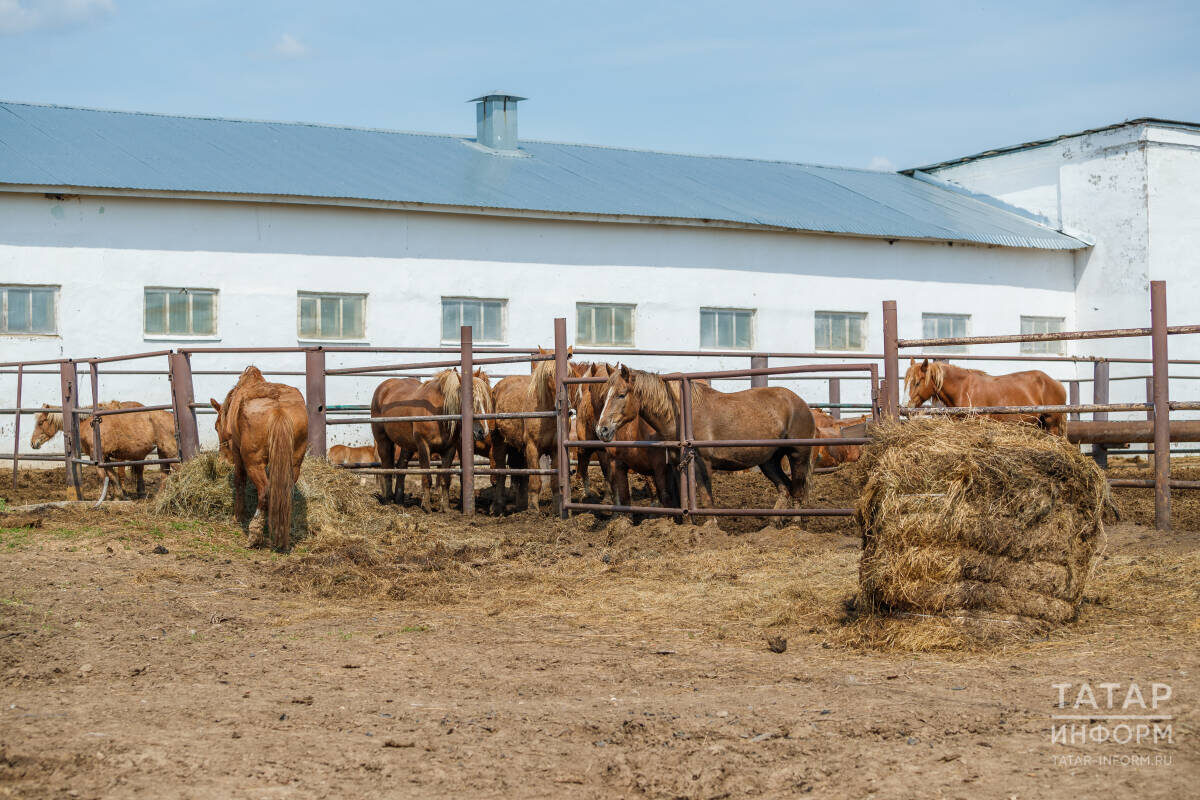 «Благодаря новому региональному проекту строительство собственной конюшни станет легче не только для крупных фермеров, но и для начинающих хозяйств»Фото: © Владимир Васильев / «Татар-информ»