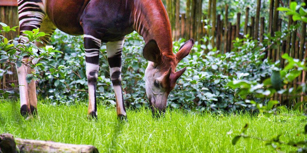 Единственный родственник жирафа, которого люди обнаружили лишь в 20 веке!