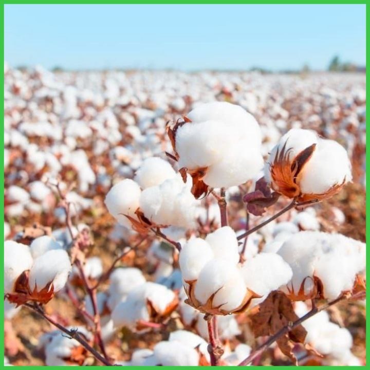 Поля хлопка в природе