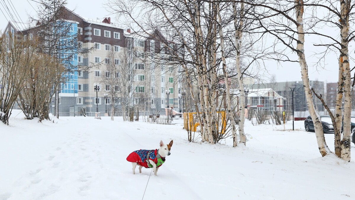   Фото: Андрей Ткачев/«Ямал-Медиа»