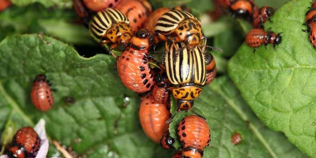 Как избавиться от колорадского жука на картофеле в огороде: эффективные препараты и методы борьбы