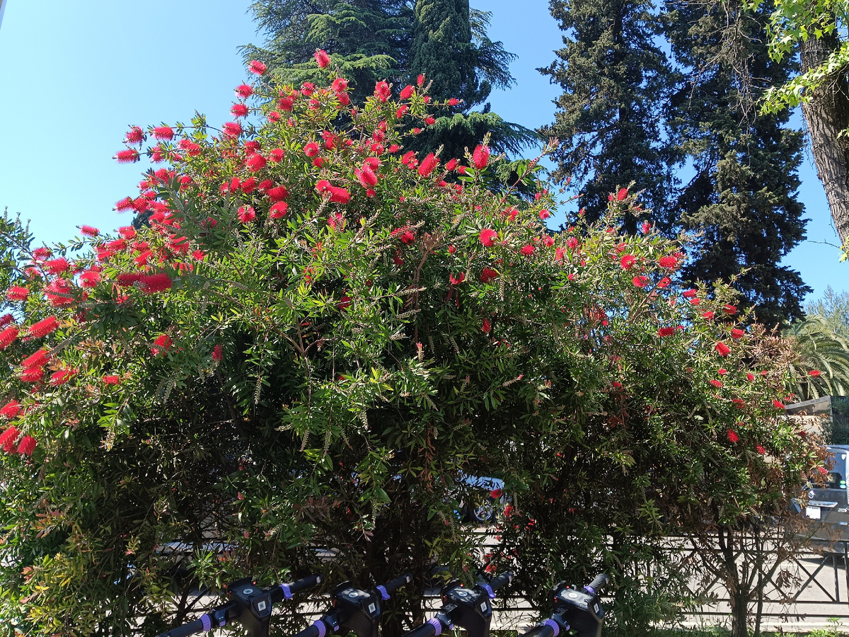 Адлер, Каллистемон, май 2025 г.