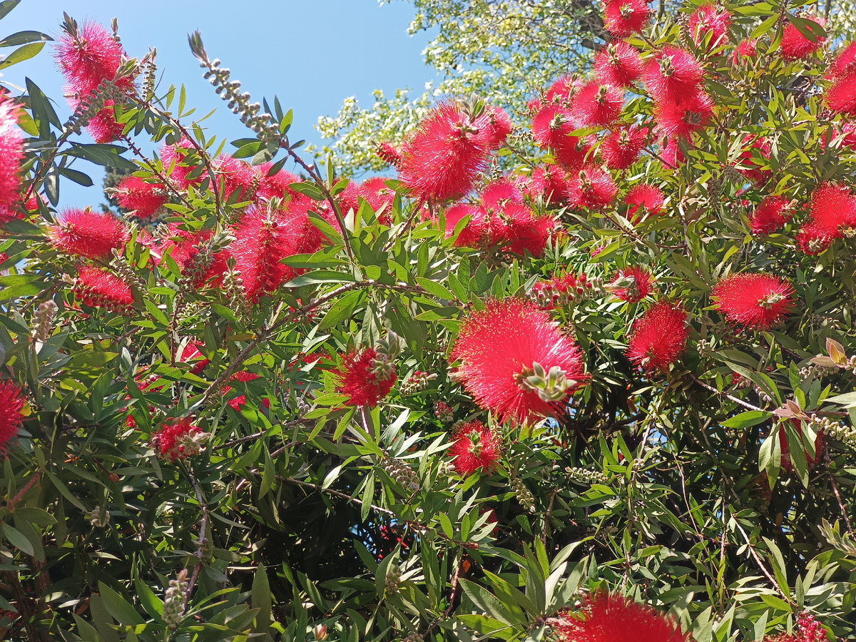 Адлер, Каллистемон, май 2025 г.